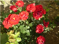 3f56ffa7-Picture 2205.jpg